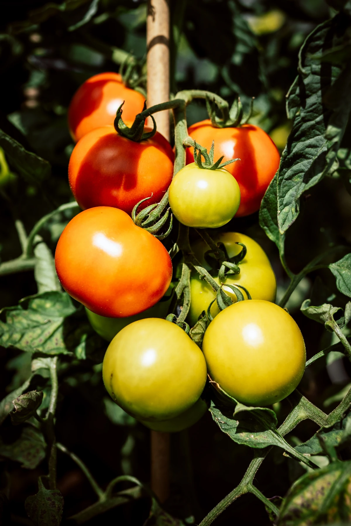 companion plants for tomatoes red and green tomatoes