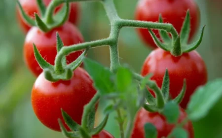 cropped cherry tomatoes on a stem.webp
