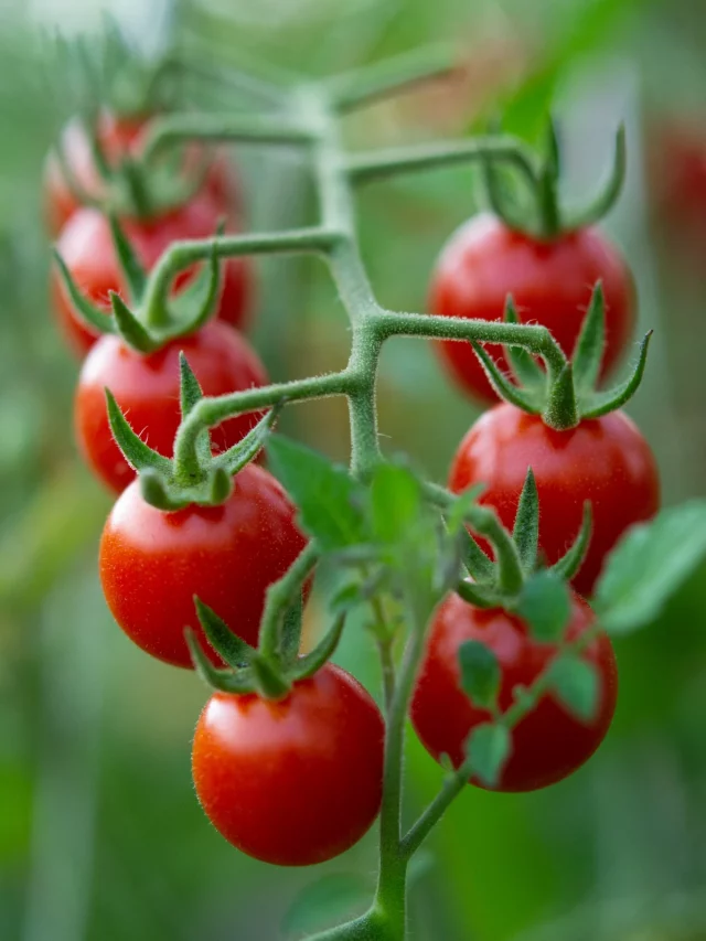 A Complete Guide To The Best Tomato Plant Support Methods