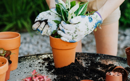 how to sterilize potting soil at home
