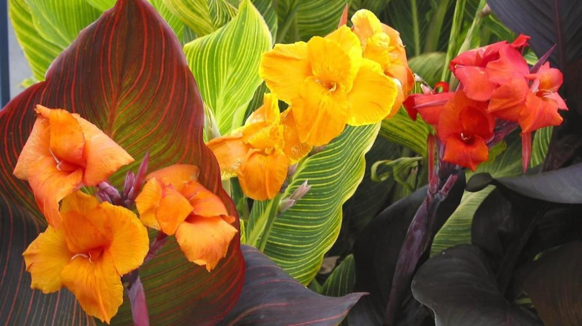 different color canna flowers