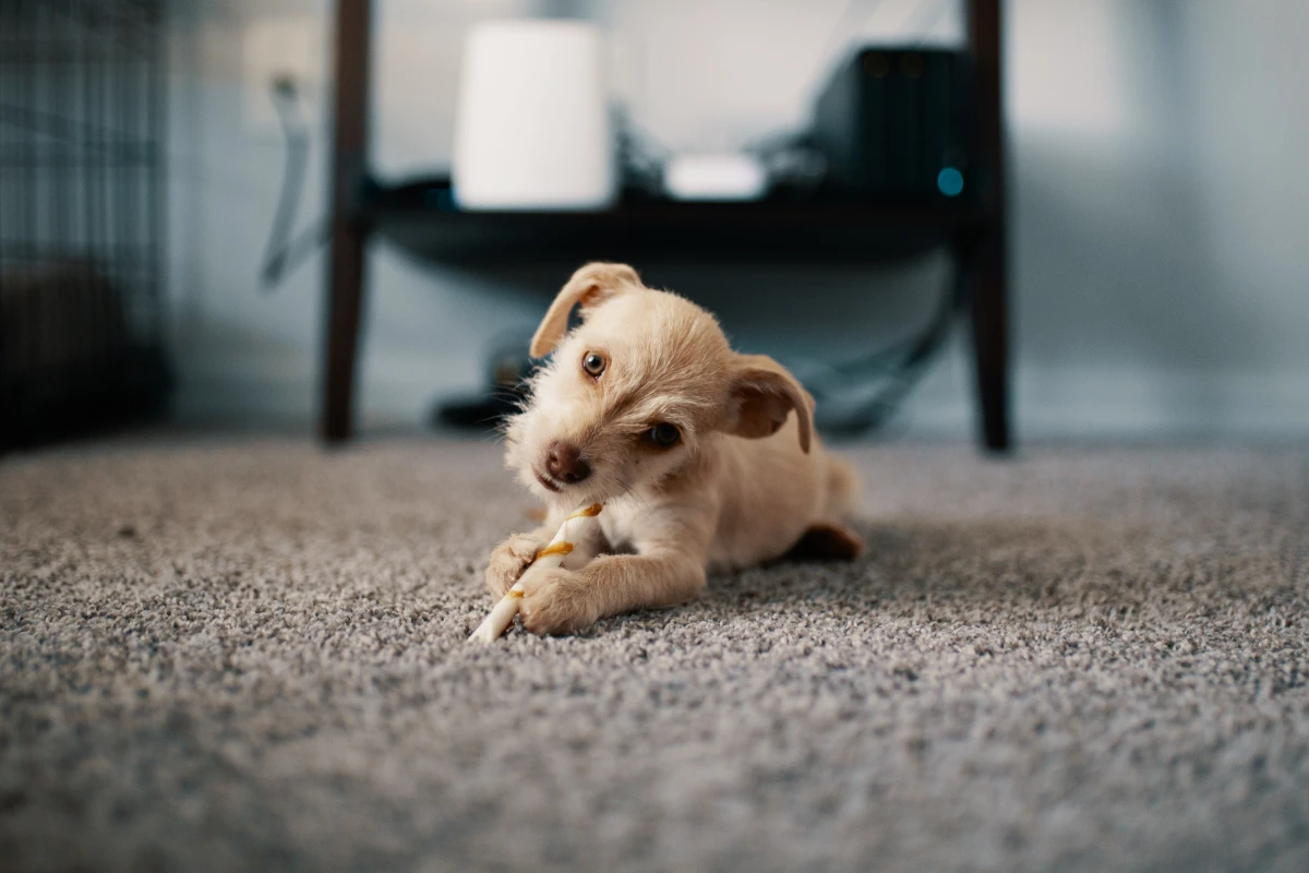 dog on eating treat on carpet