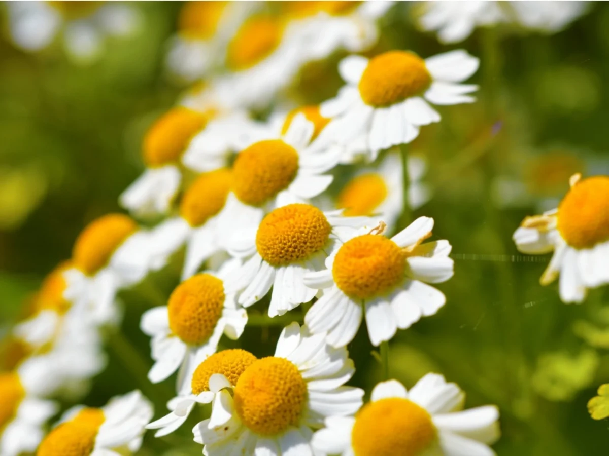feverfew white with yellow flowers