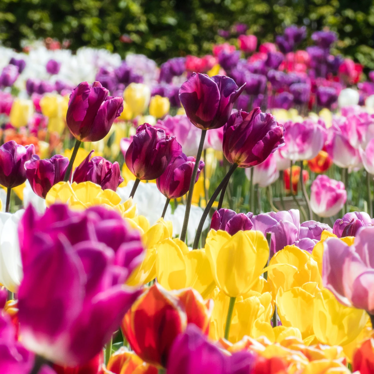 field of different colored tulips