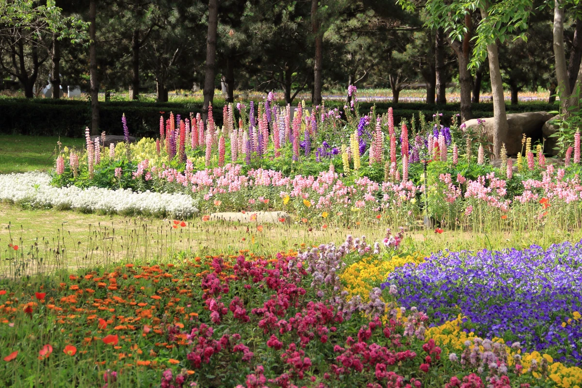 flower garden with different flowers