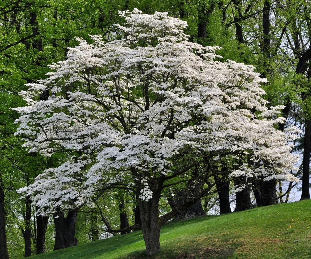 flowering dogwood tree bloomed with white flowers