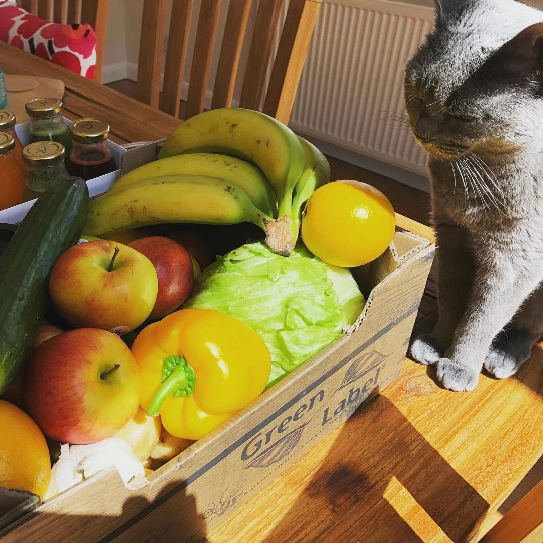 fruits you can feed cats.jpg