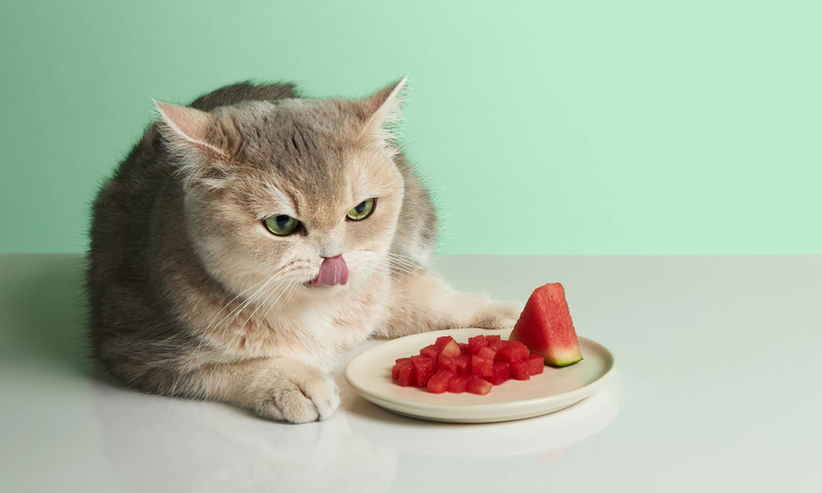 fruits you can feed your cat.jpg