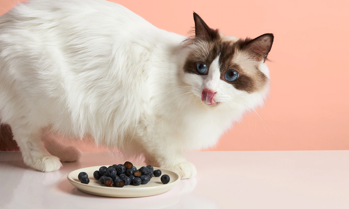 fruits you can give cats blueberries.jpg