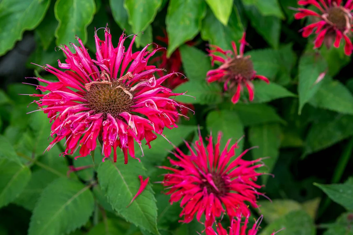 full sun flowers bee balm plant in pink