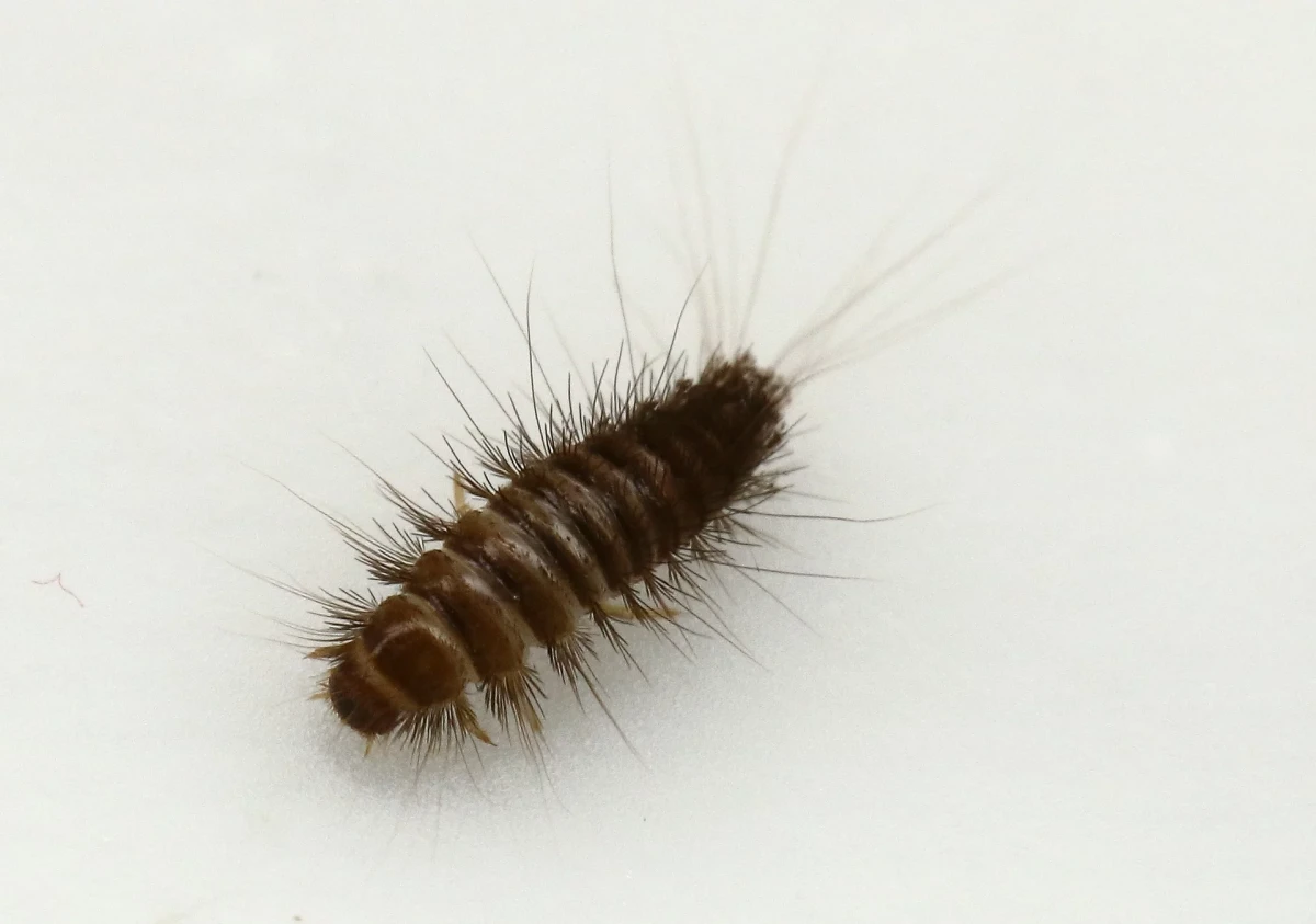 furry carpet beetle larvae