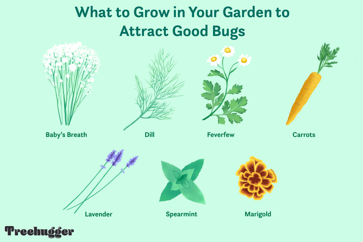 garden beneficial insects