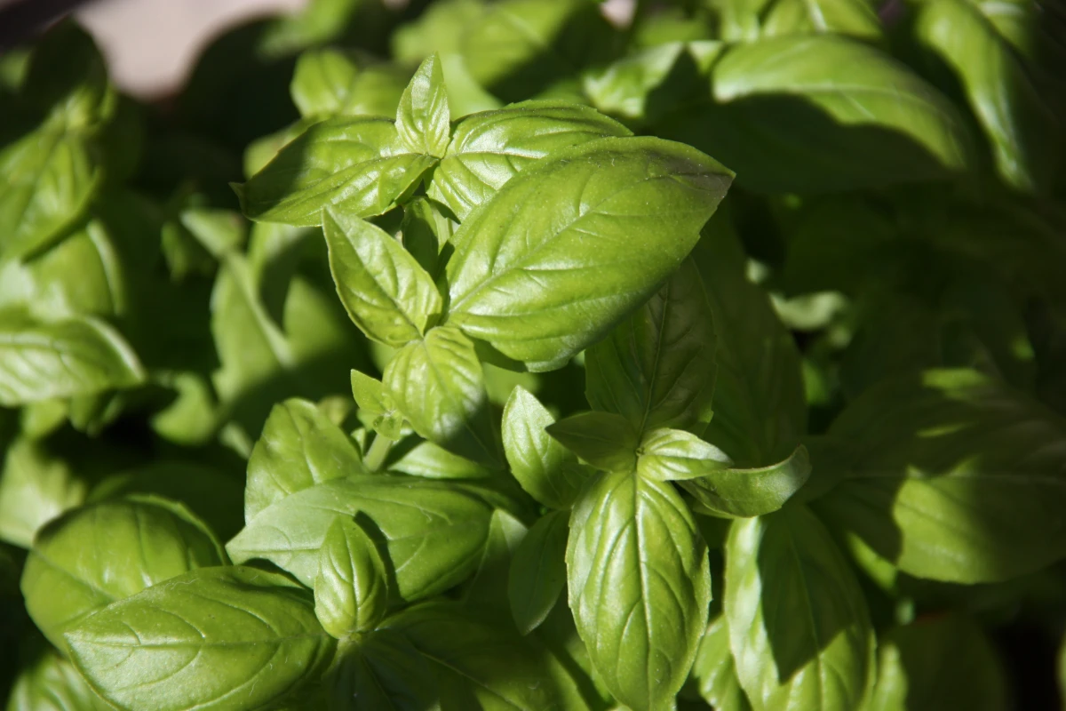 green basil leaves p close