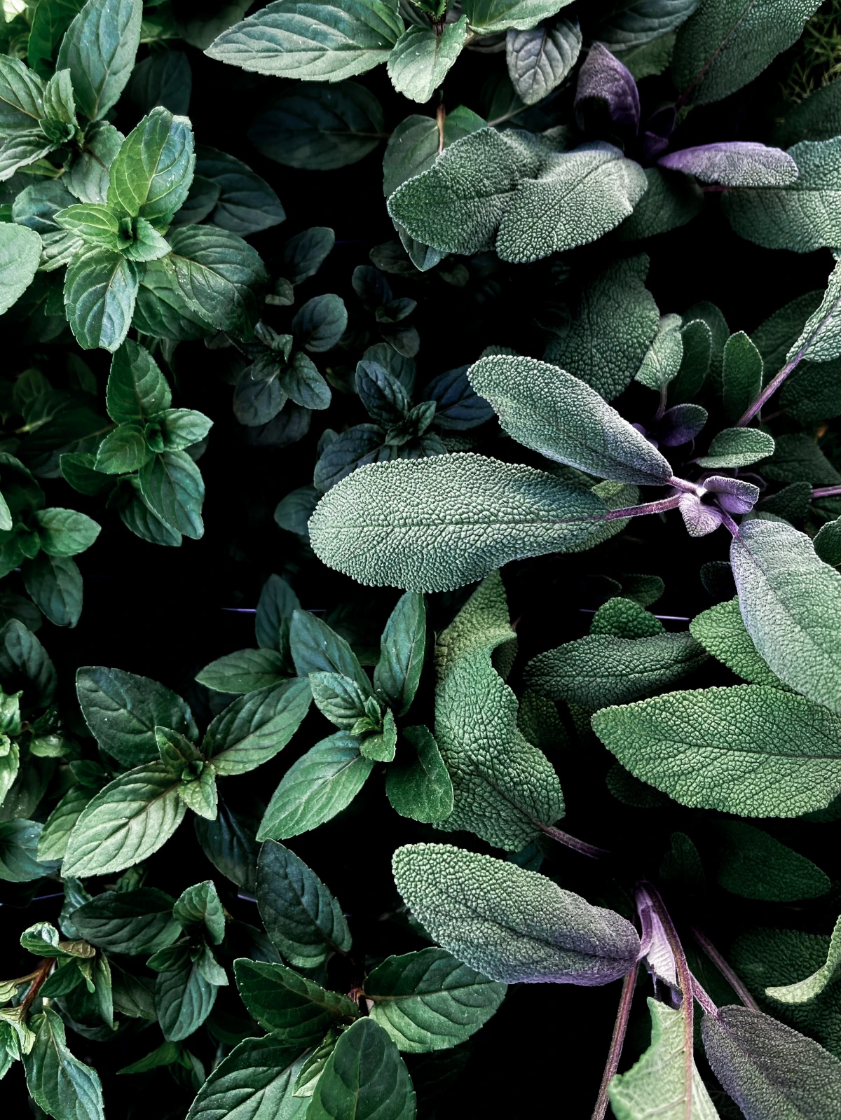 green sage leaves in a bunch