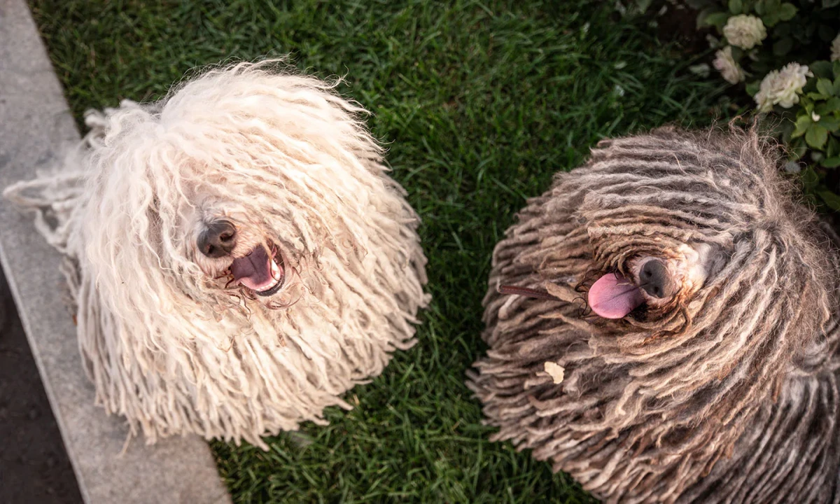 high maintenance dog breeds two colors puli breed