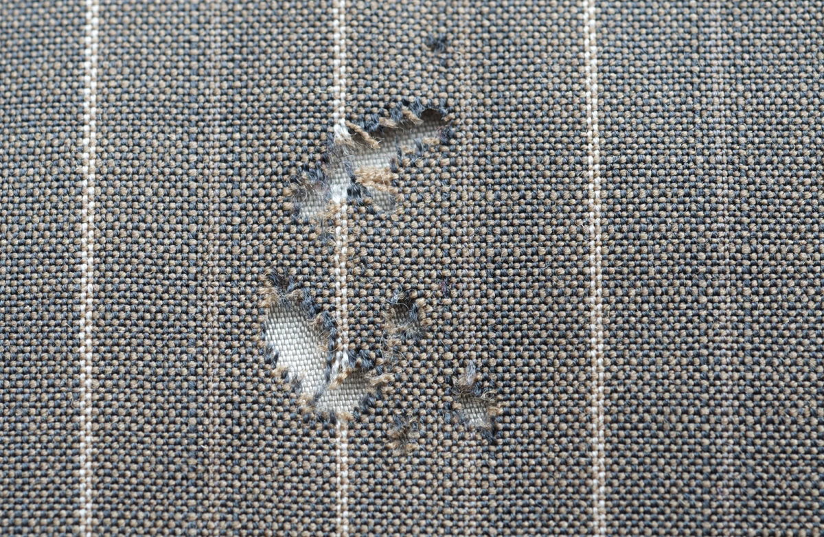 holes in fabrics from carpet beetles