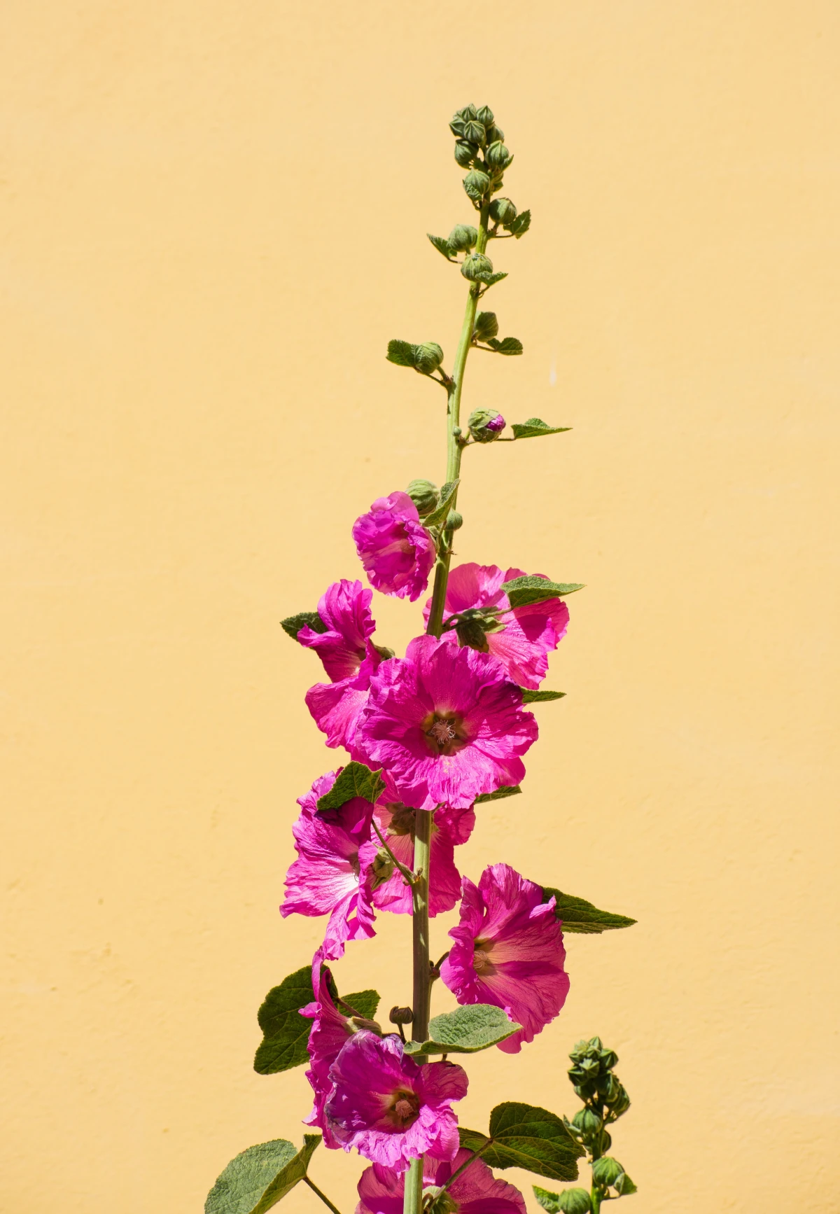 hollyhock flower in pink