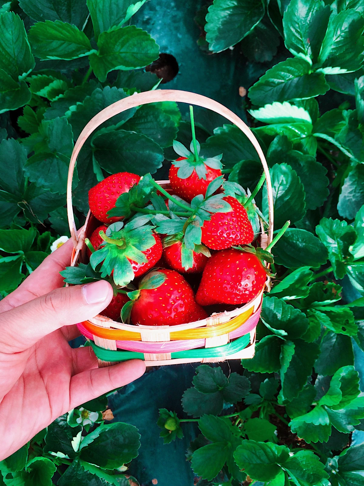 home grown strawberries in a basket