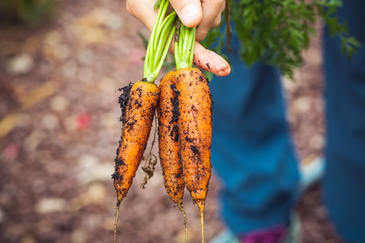 homegrown carrots straight from garden