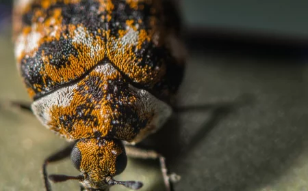 how to get rid of carpet beetles up close carpet beetle