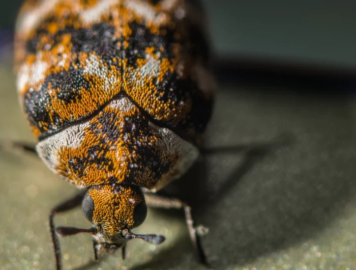 how to get rid of carpet beetles up close carpet beetle