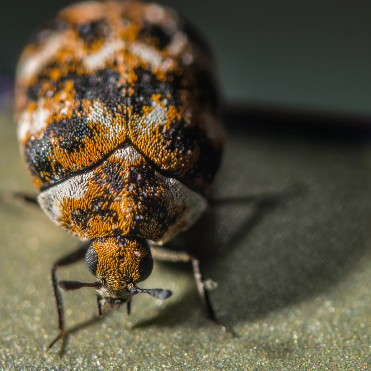how to get rid of carpet beetles up close carpet beetle
