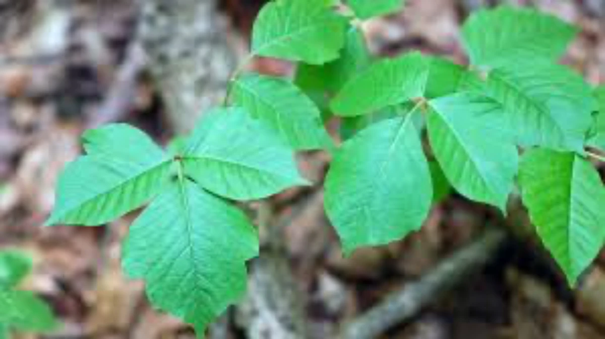 how to get rid of poison ivy green leaves of poison ivy