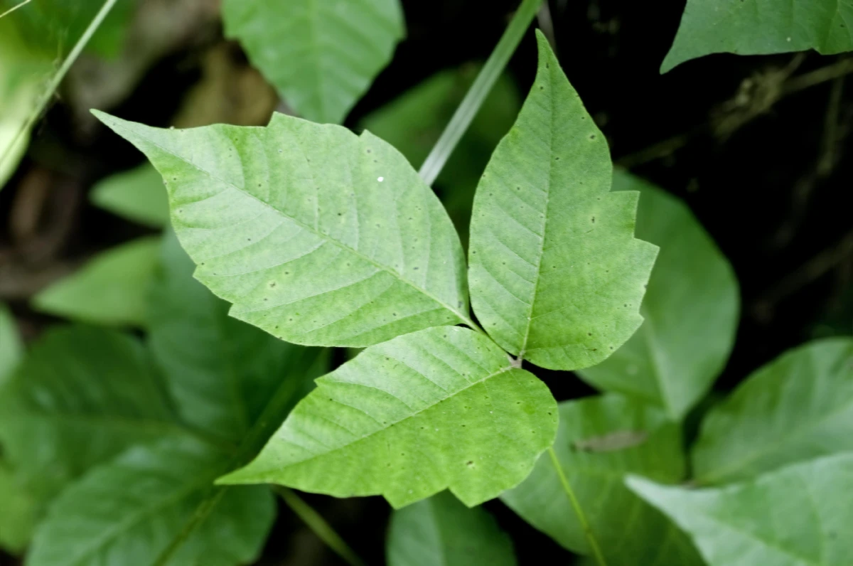 how to get rid of poison ivy posion ivy leaves