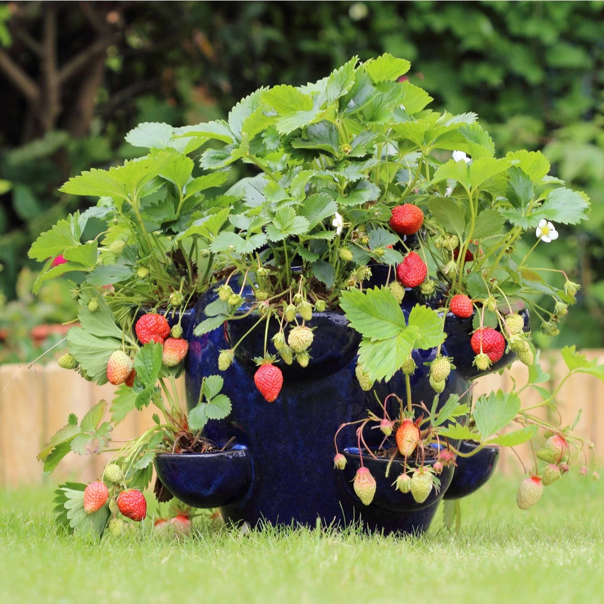 how to grow strawberries in pots growing strawberries in a big pot