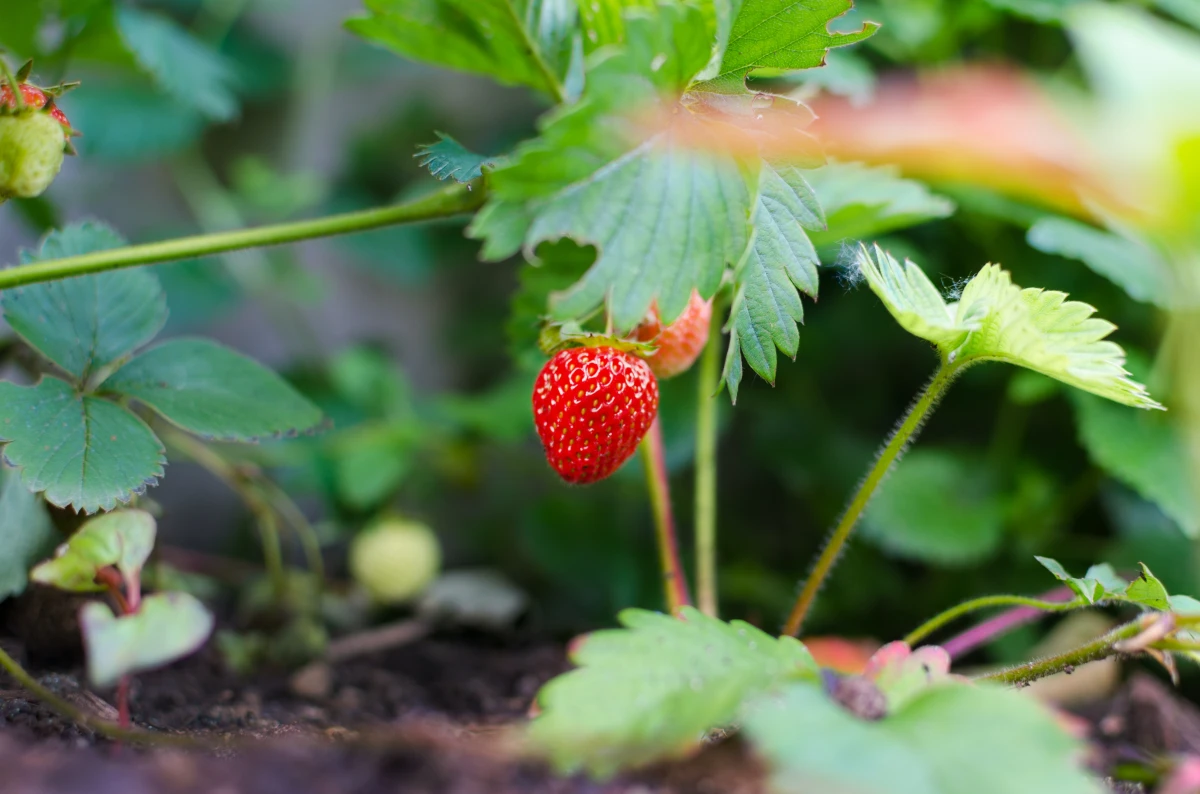 how to grow strawberries in pots strawberry growing in pot