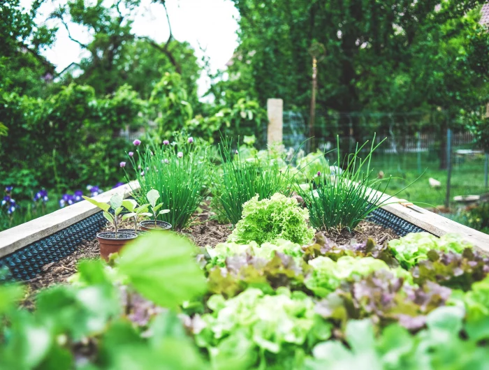 how to start a vegetable garden small vegeatble garden