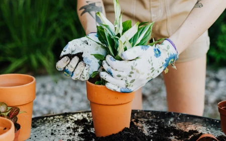 how to sterilize potting soil at home