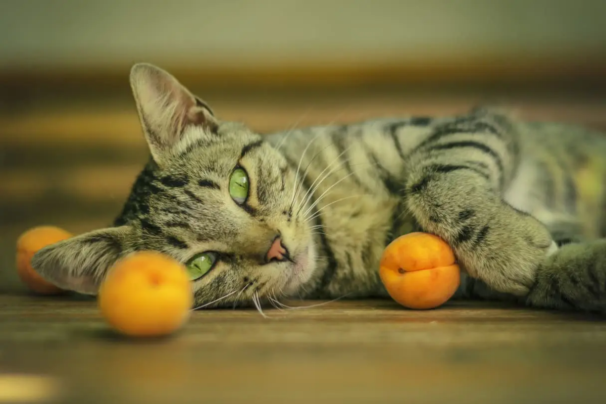 human foods you can feed your cat apricot