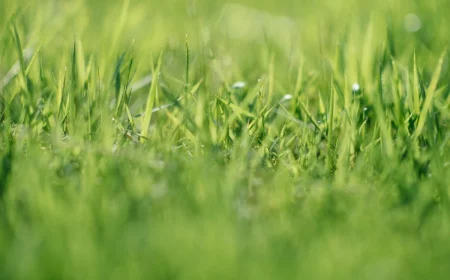 lawn with green grass