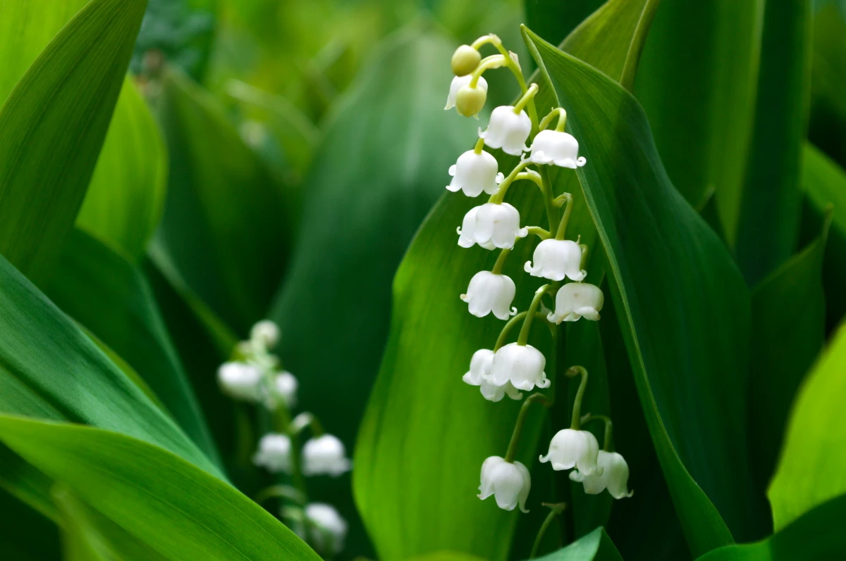 lily of the valley plant