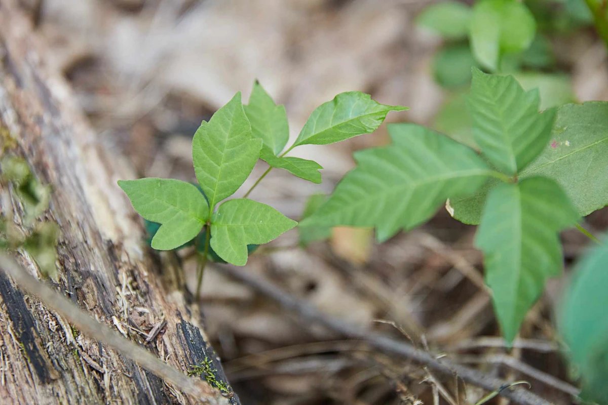 little poison ivy plants on ground