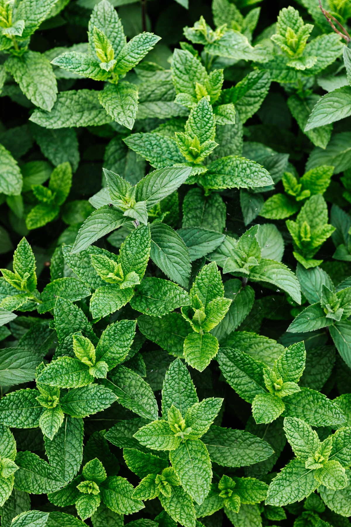 medicinal herbs peppermint herb