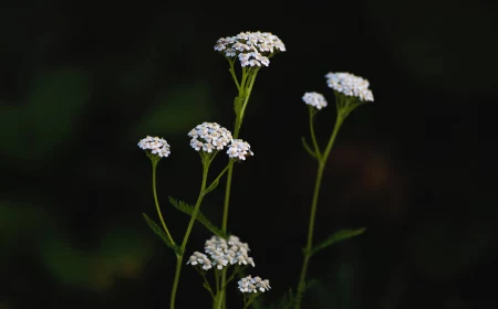 medicinal herbs yarrow white flower