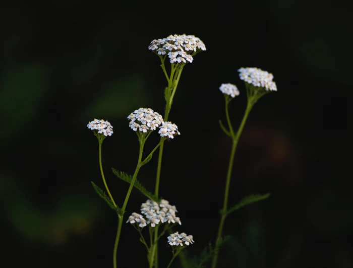 medicinal herbs yarrow white flower