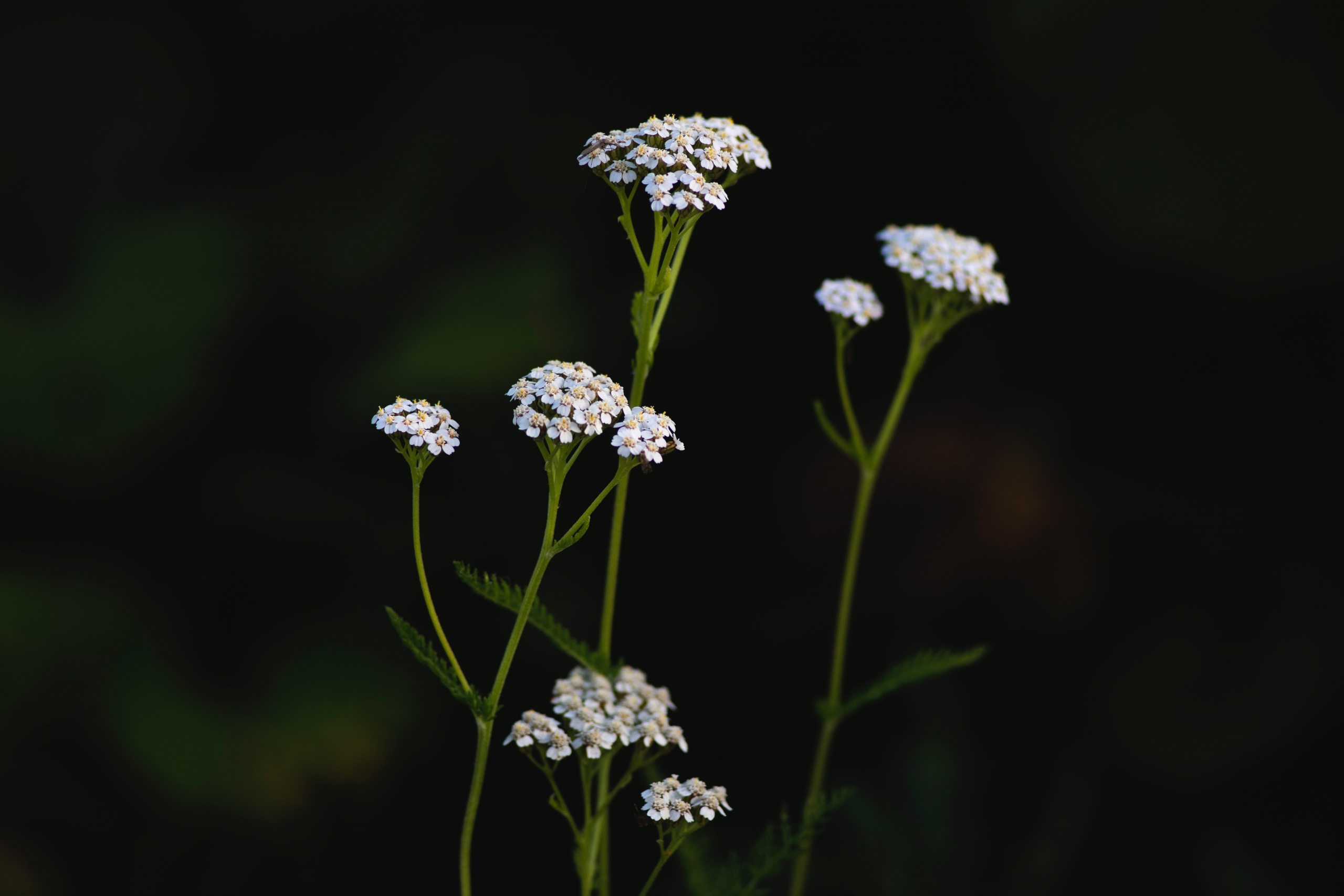 7 Powerful Medicinal Herbs You Need To Grow In Your Garden