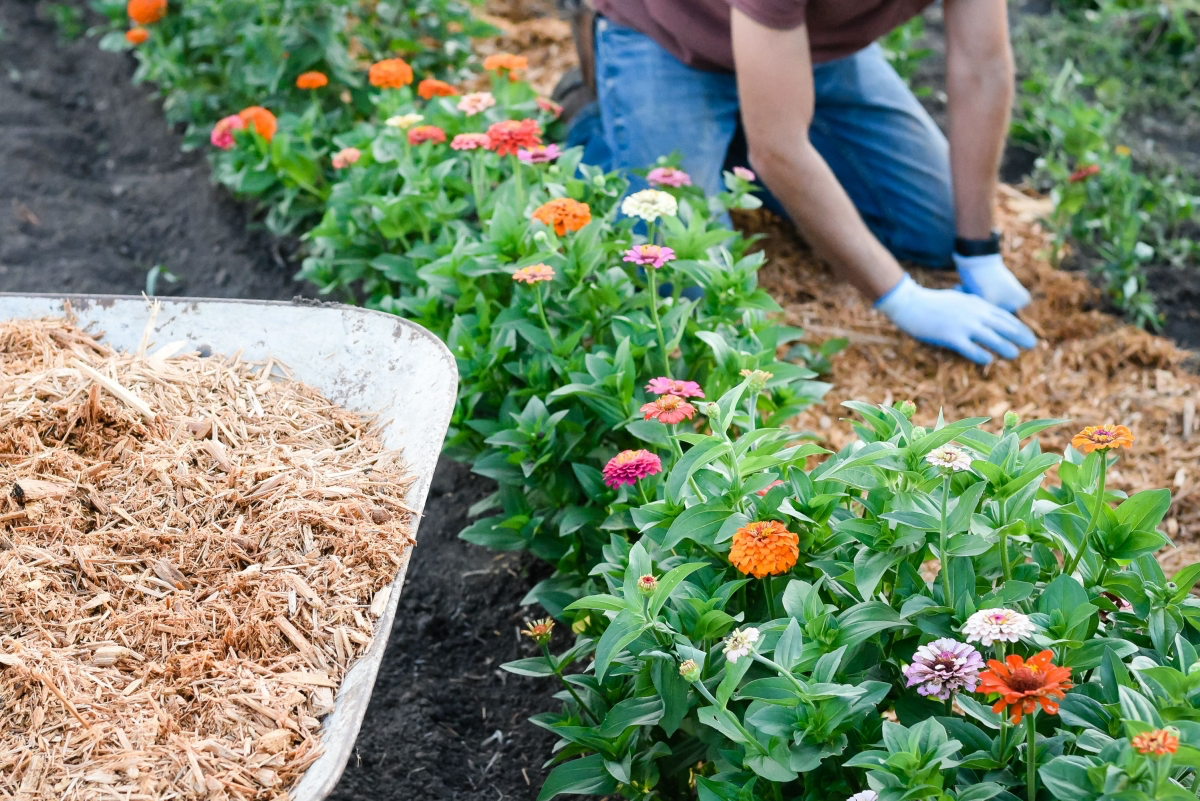 mulching benefits garden spring