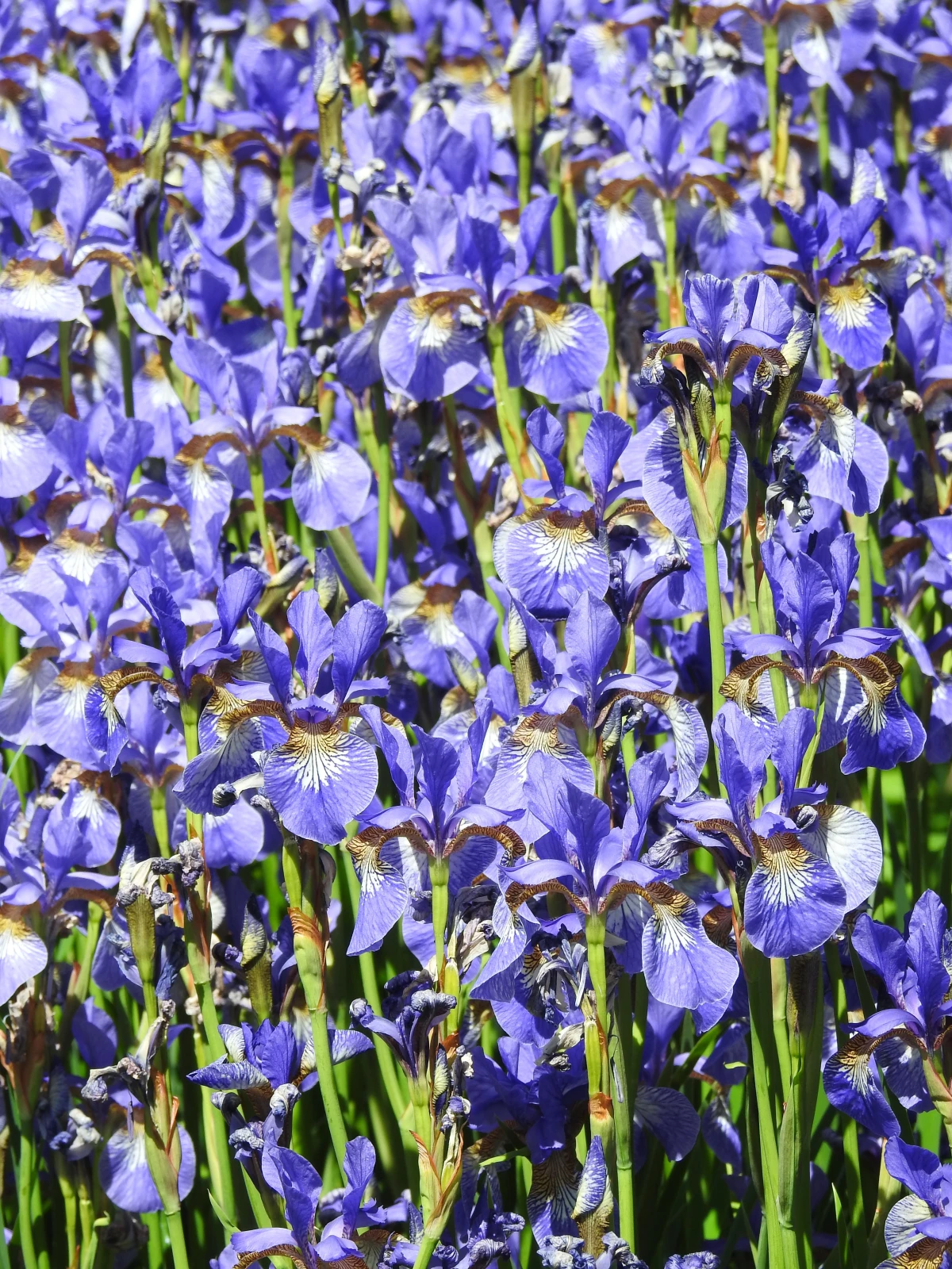 multiple siberian iris plants