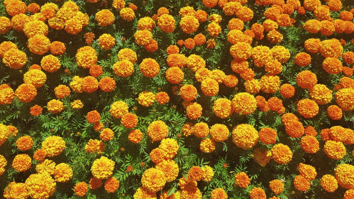 orange and yellow marigold flowers