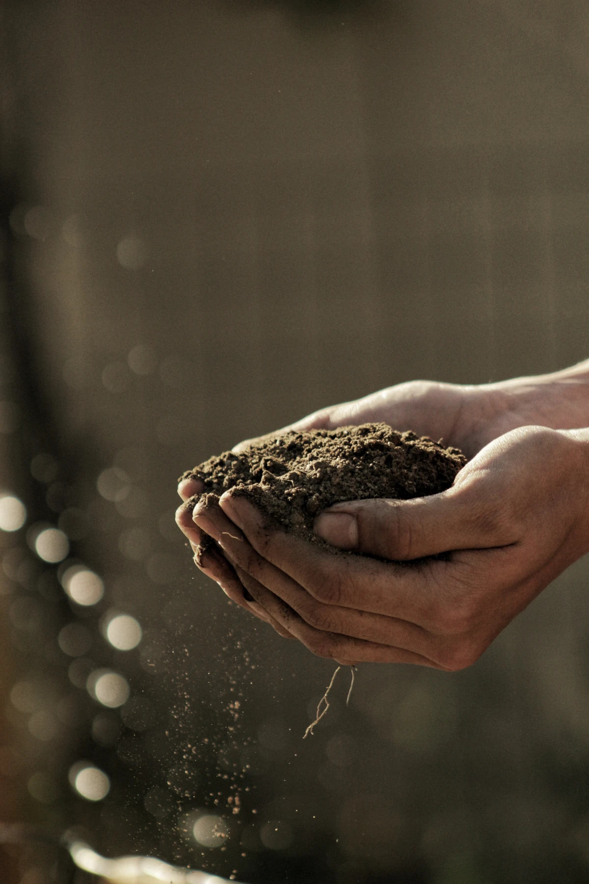 person holding soil