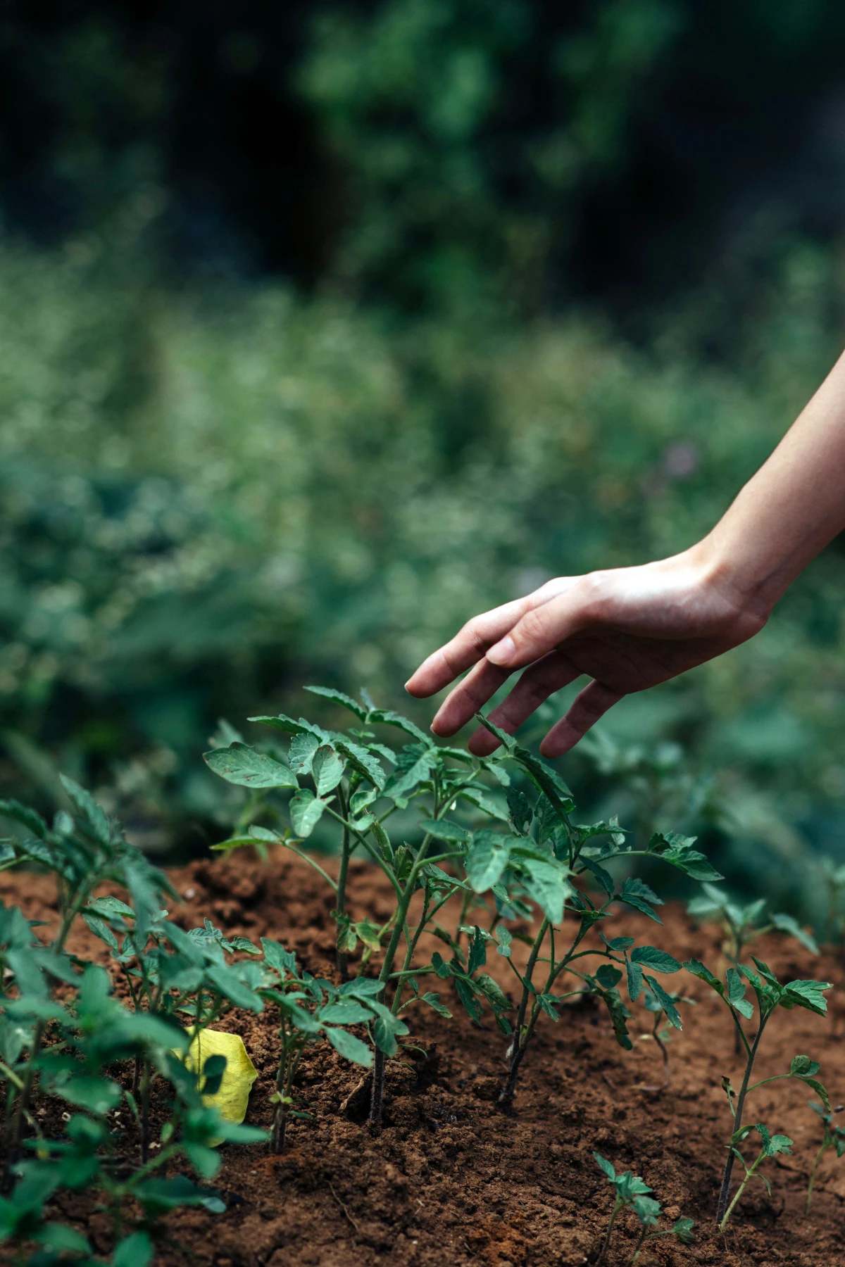 person reaching towards sprouting plant