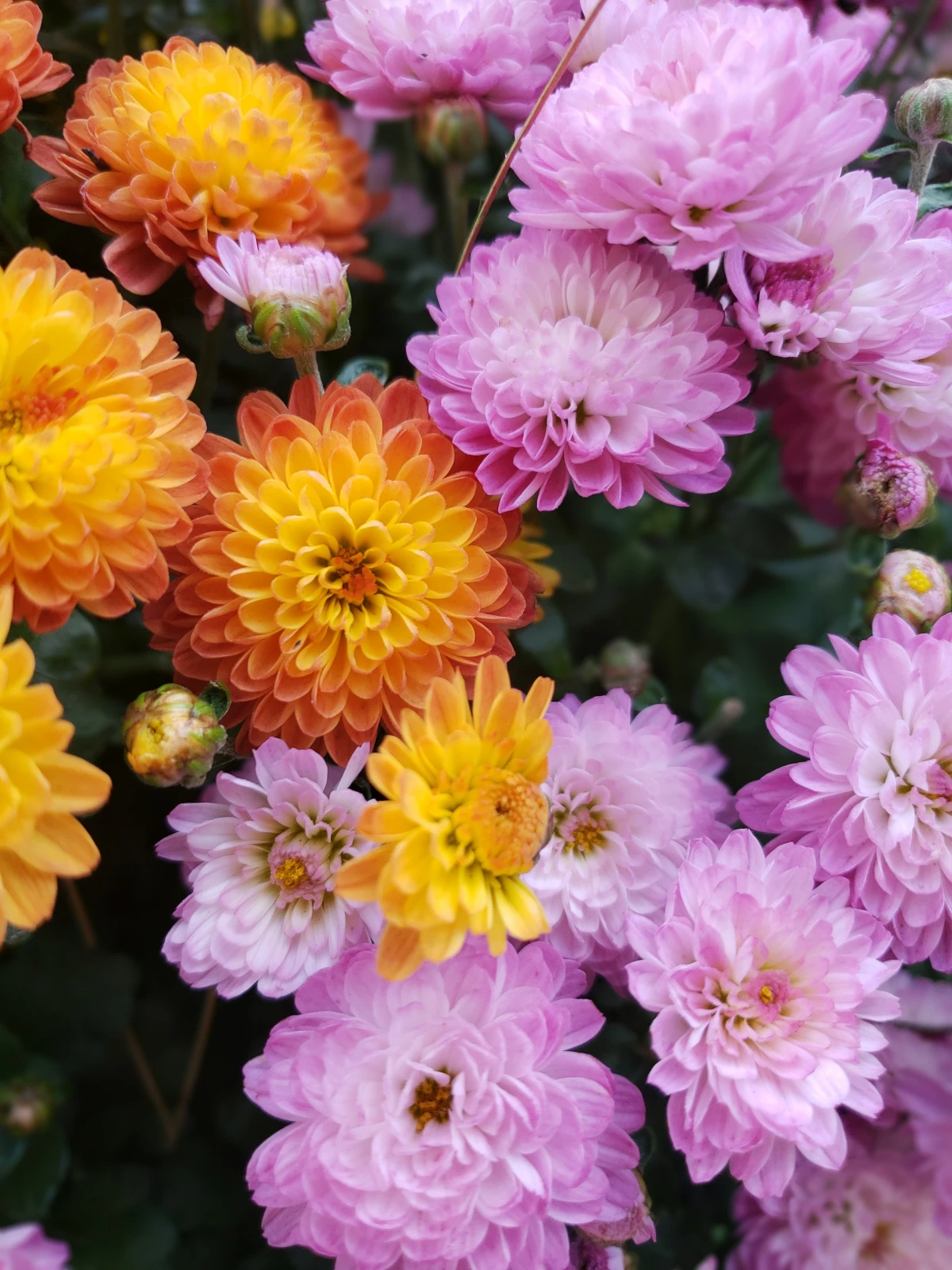 pink and orange chrysanthemums