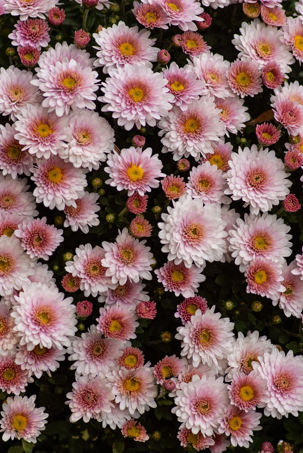 pink chrysanthemums in a batch