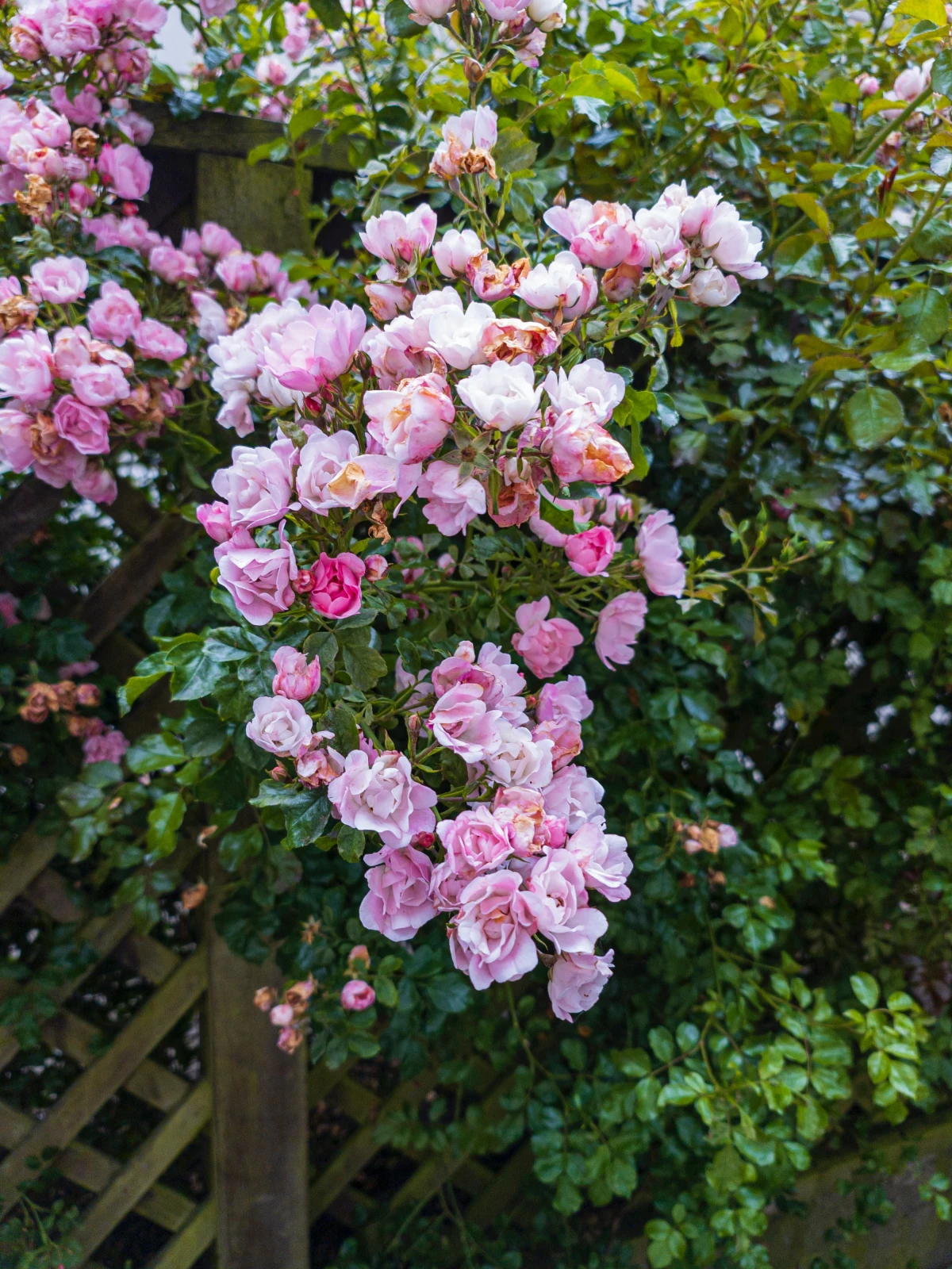 pink climbing roses on fence