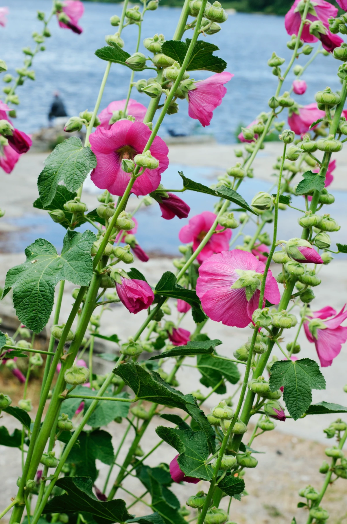 pink hollyhock flowers and green stems