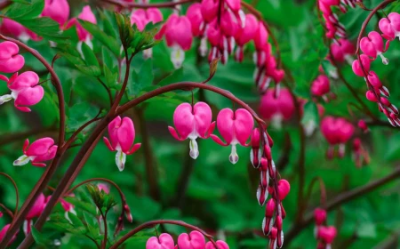 plants for wet soil bleeding heart in pink